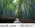 Sagano竹樹叢在京都 4816017