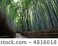 Sagano竹樹叢在京都 4816018