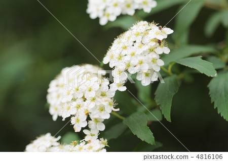 Kodemari Flower Kodemari Flower 4816106