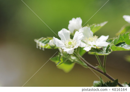 黑莓花 4816164