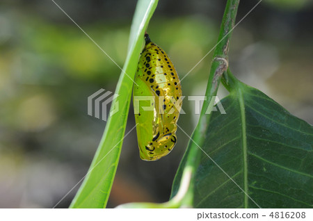 A golden shadybird butterfly pupa A golden shadybird butterfly pupa 4816208