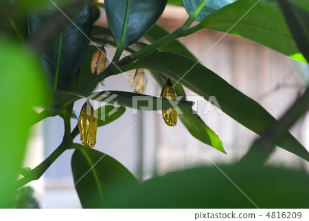 A golden shadybird butterfly pupa 4816209