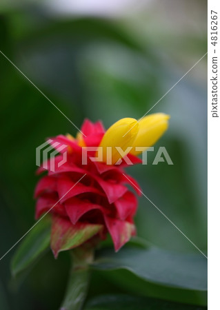 Costus Barbatus Costus Barbatus 4816267