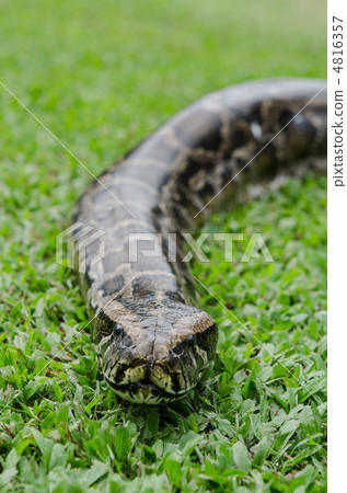 Python Python 4816357