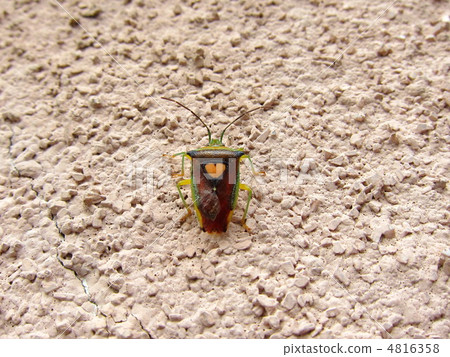 用一顆心的竹筍 用一顆心的竹筍 4816358