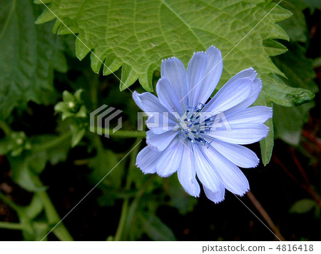 Chicory Chicory 4816418