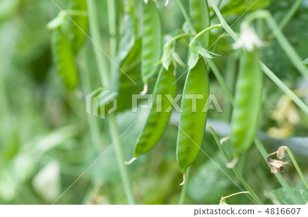 Silk sheath at the harvest season Silk sheath at the harvest season 4816607