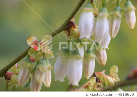 Blueberry flowers 4816630