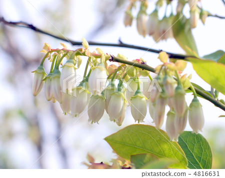 Blueberry flowers 4816631