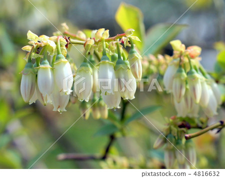 藍莓花 藍莓花 4816632