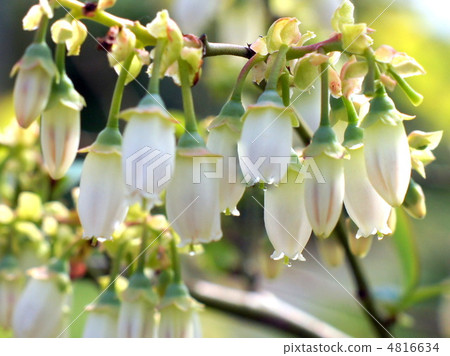 Blueberry flowers Blueberry flowers 4816634