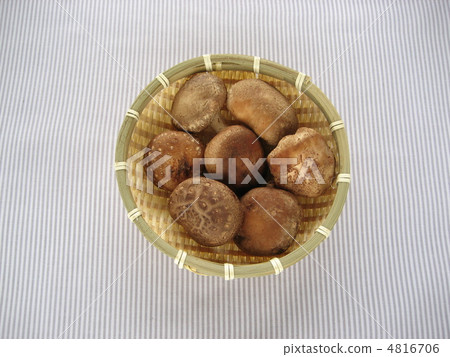 Shiitake mushroom 4816706