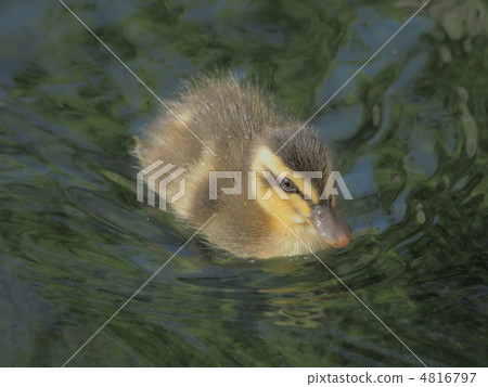 Cute sweet potato chick going down the river Cute sweet potato chick going down the river 4816797