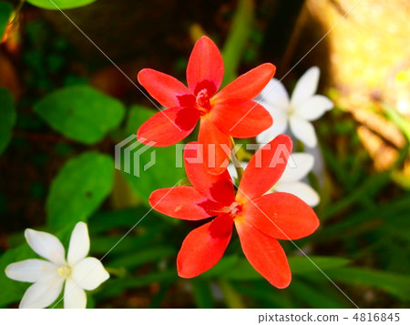 花 - 紅色和白色 4816845