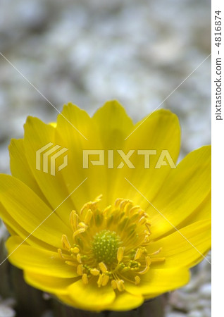 Adonis ramosa Adonis ramosa 4816874