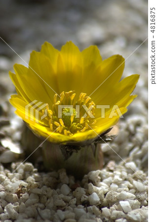 Adonis ramosa Adonis ramosa 4816875