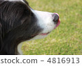 Dog's profile 4816913