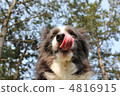 Dog's tongue 4816915