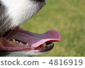 Dog's mouth 4816919