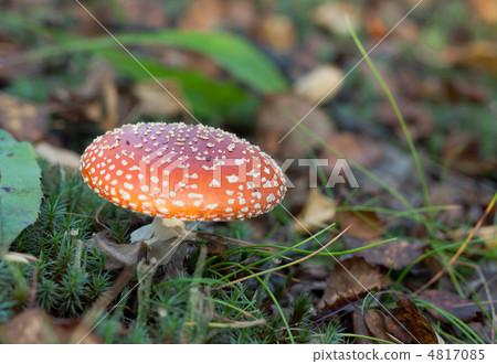 Poisonous red mushroom Poisonous red mushroom 4817085