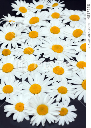Camomile on dark gray background Camomile on dark gray background 4817258