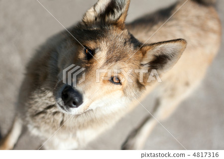 The dog 4817316