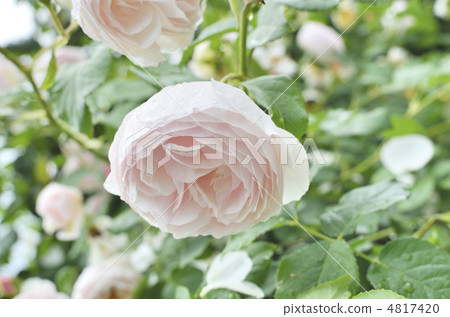 Watery thin pink rose 4817420