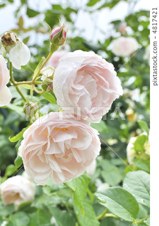 玫瑰杯形玫瑰 4817421