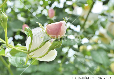 薄粉紅玫瑰的芽 4817423