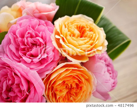 糖果色英文玫瑰排列Ⅲ 4817496