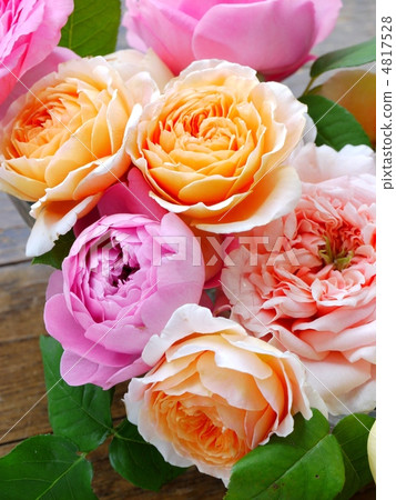 英國玫瑰平面安排II（泛焦點） 4817528