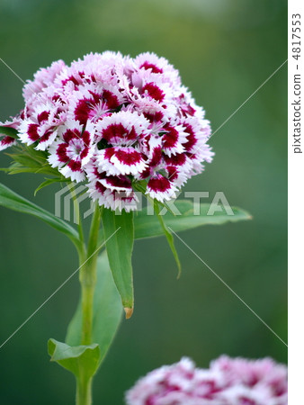 美麗的女人 4817553