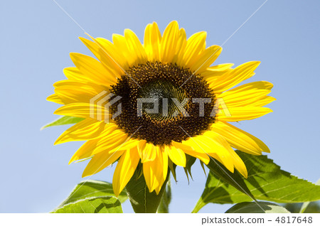 向日葵 向日葵 4817648