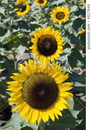 向日葵 向日葵 4817649