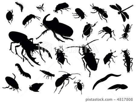 Insects collection. Insects collection. 4817808