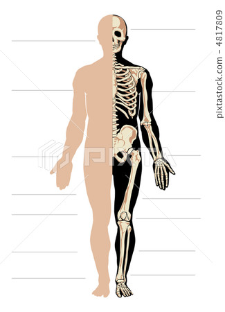 Anatomy male Anatomy male 4817809