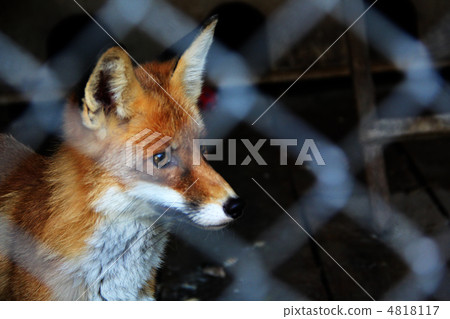 Fox in a cage Fox in a cage 4818117