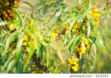 Sea-buckthorn berries Sea-buckthorn berries 4818391