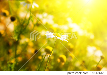 Camomile and bright sunlight Camomile and bright sunlight 4818665