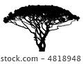 Wide tree silhouette 4818948