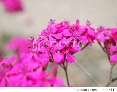 Musi Trinadesico 4820611