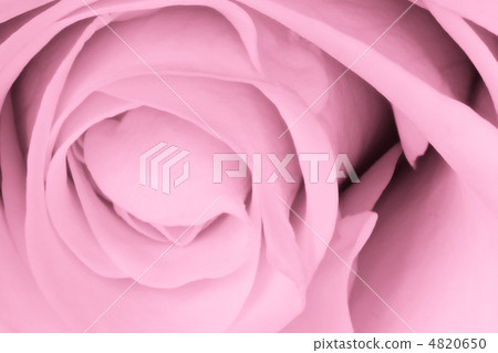 pink rose close up 4820650