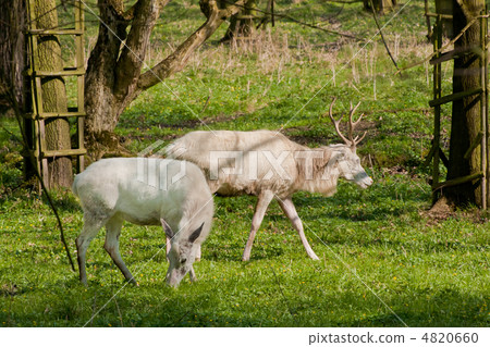 albino deer 4820660