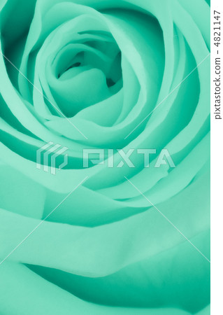 green rose close up green rose close up 4821147