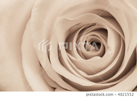 white rose close up 4821552
