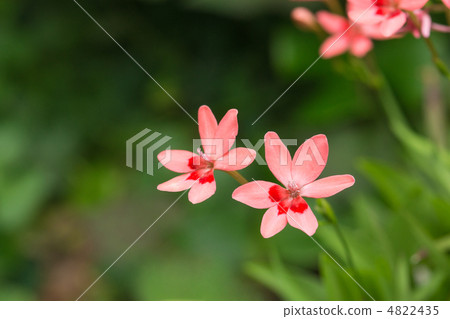 Upload of Himehigusugi Upload of Himehigusugi 4822435
