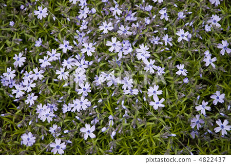 地面粉紅色 4822437