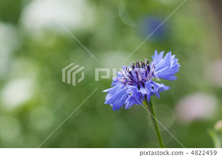 雨後的Yagurumagiku 4822459