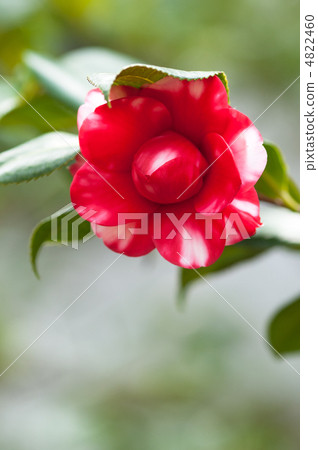 Kyo short sleeve up 4822460