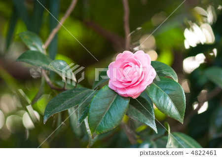 美麗的乙女山茶花 4822461